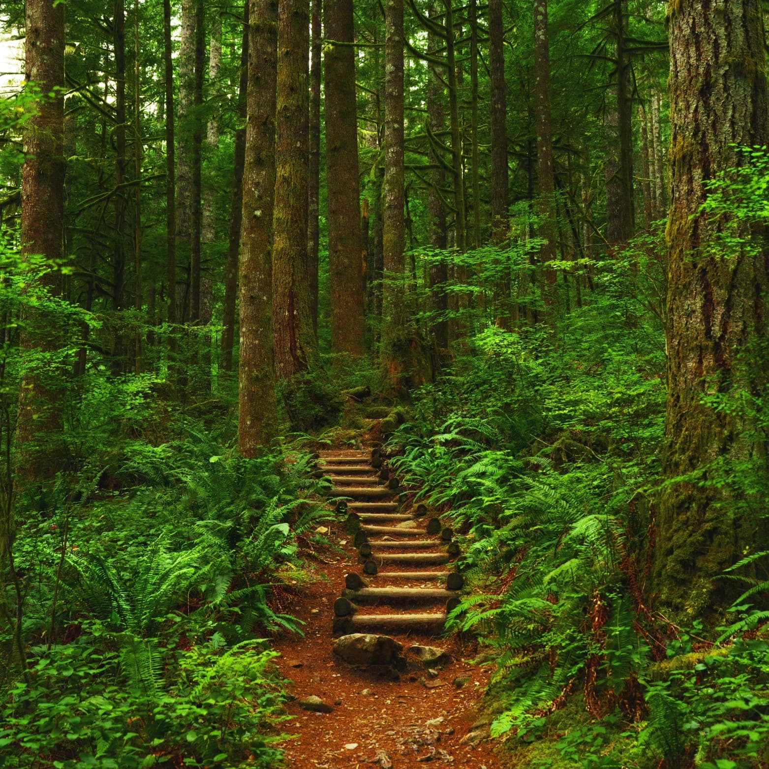 Log steps climbing a fern-lined path through a dense green forest
